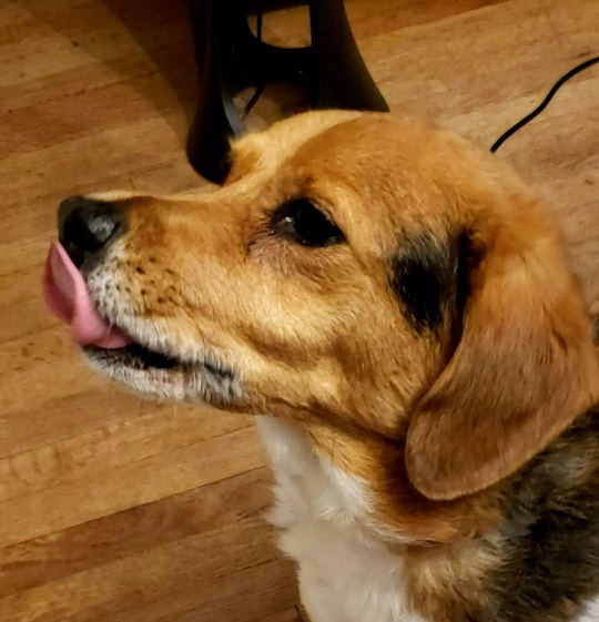 Jazz the beagle